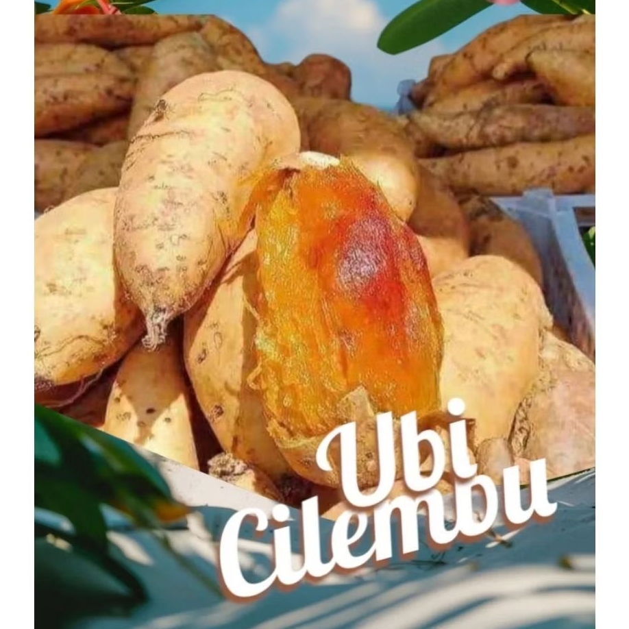 

Ubi Cilembu Asli Matang Oven 1 kg