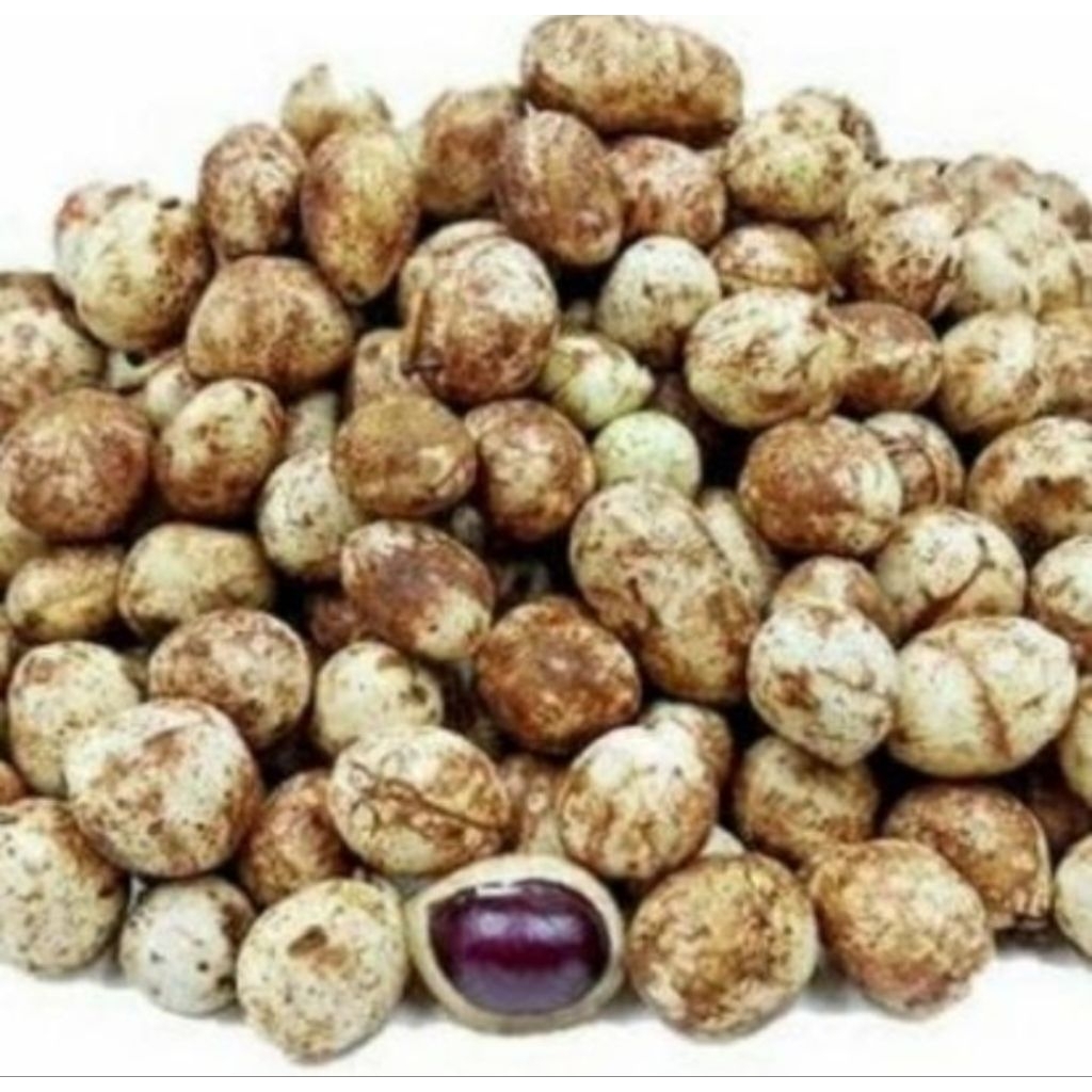kacang bogor mentah 500 gram berkualitas dan pilihan