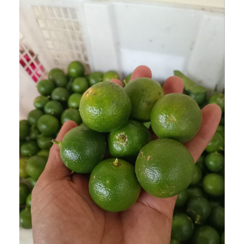 

4 kg jeruk sonkit jeruk kasturi jeruk kunci segar