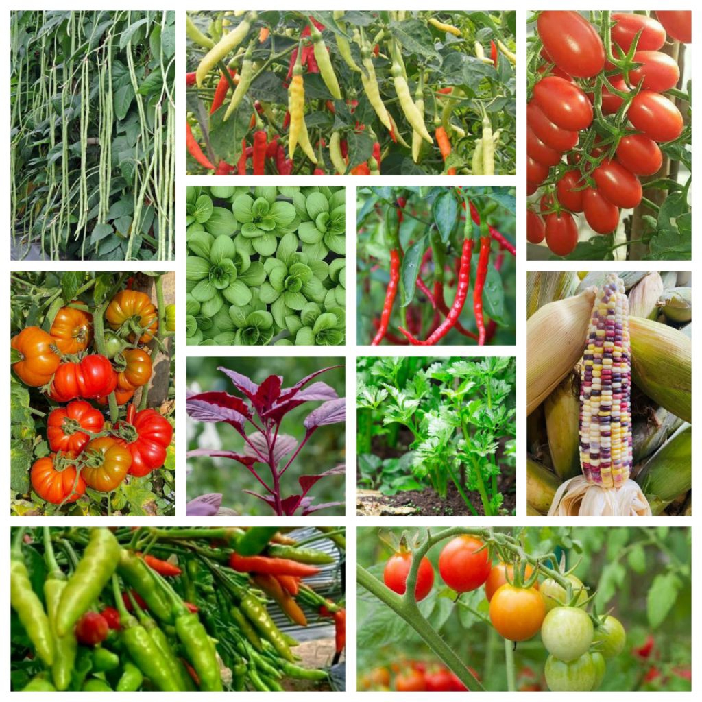 Aneka Macam Benih Sayuran Bayam Tomat Pakcoy Kecipir Kenikir Kacang Panjang Buncis Sawi Pahit Sawi M