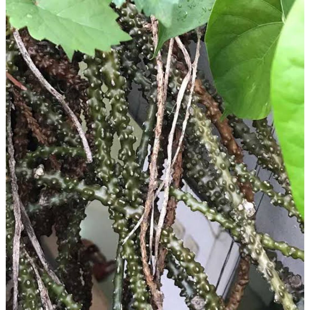 

Batang Brotowali segar (30pcs) 8cm