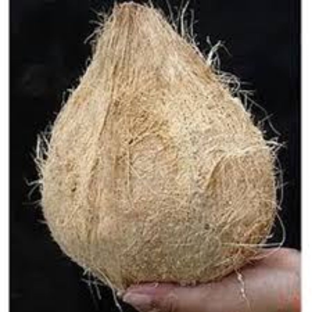 

Kelapa tua sudah di kupas