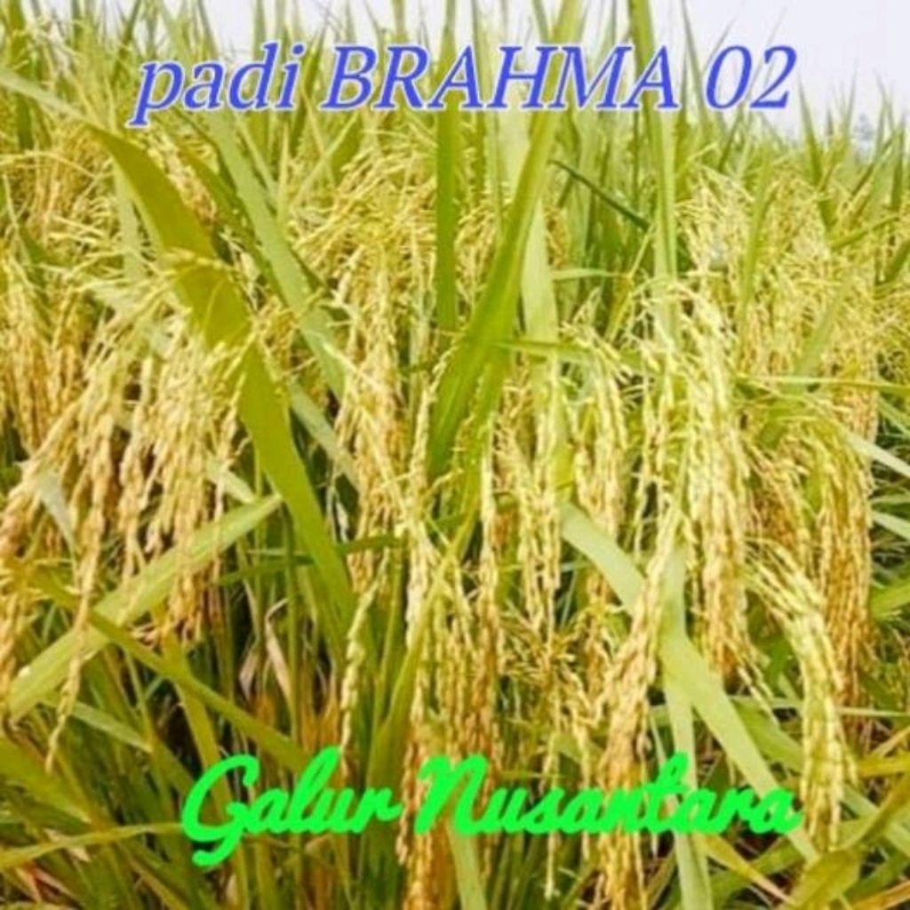BENIH PADI UNGGUL MALAI PANJANG BRAHMA 02 KEMASAN 5KG