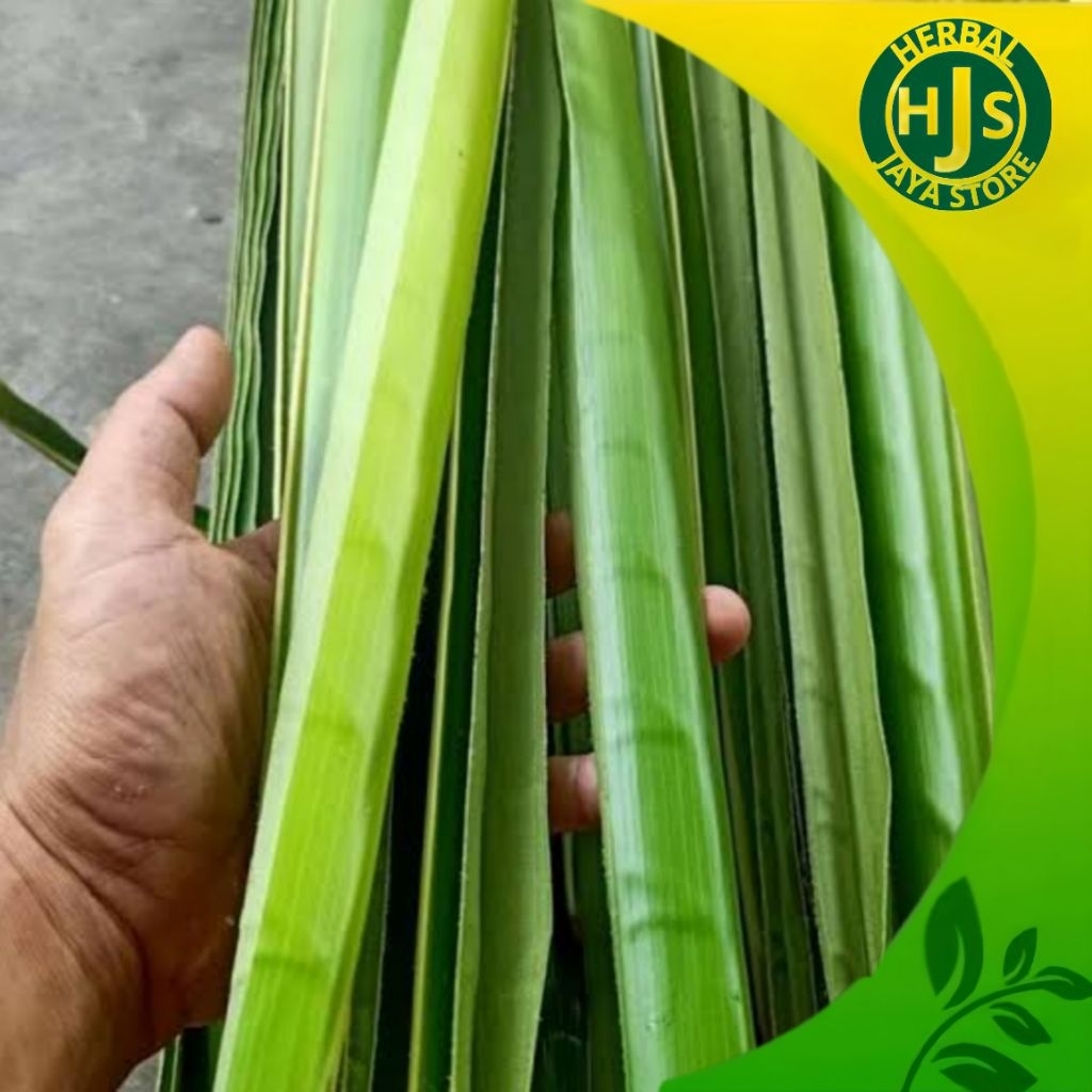 

Daun Kelapa Muda / Janur Bahan Ketupat atau Kerajinan