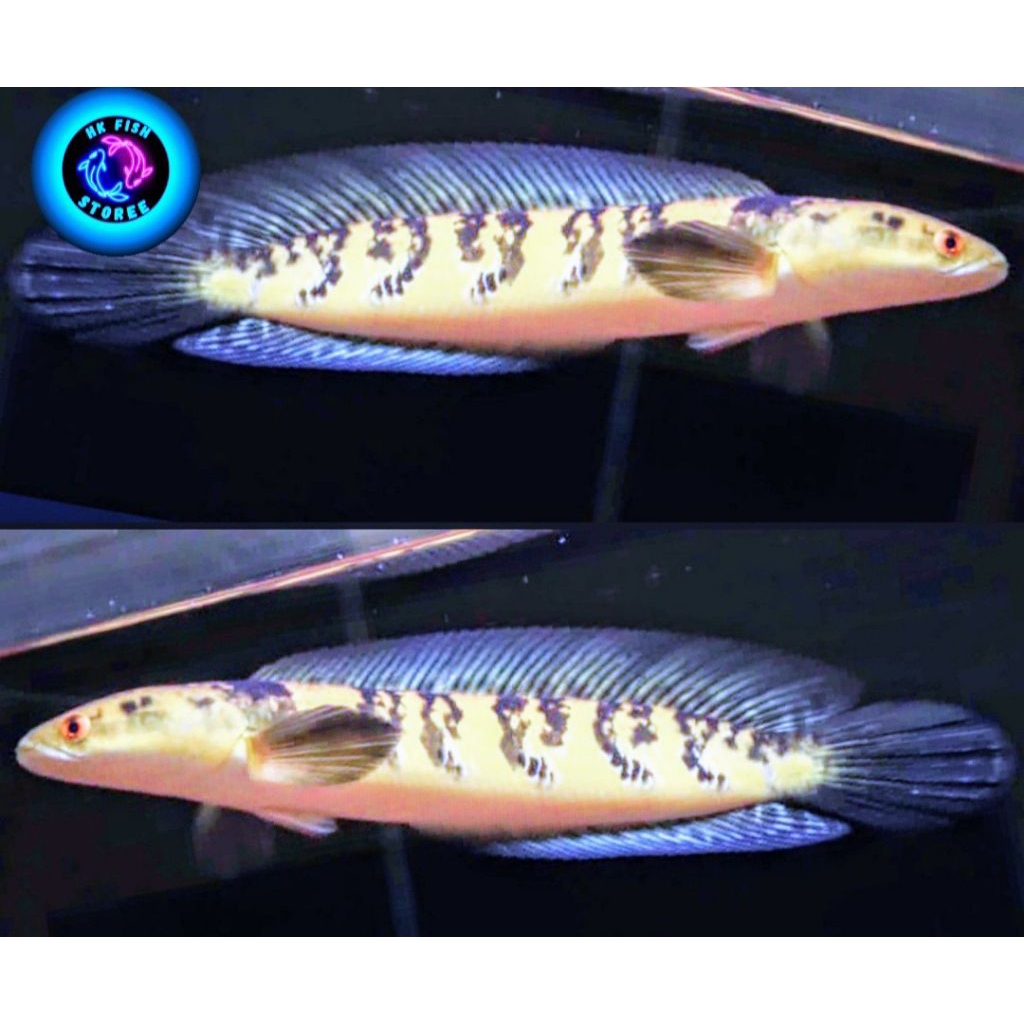 Maru Ys ( Simet ) Good Quality