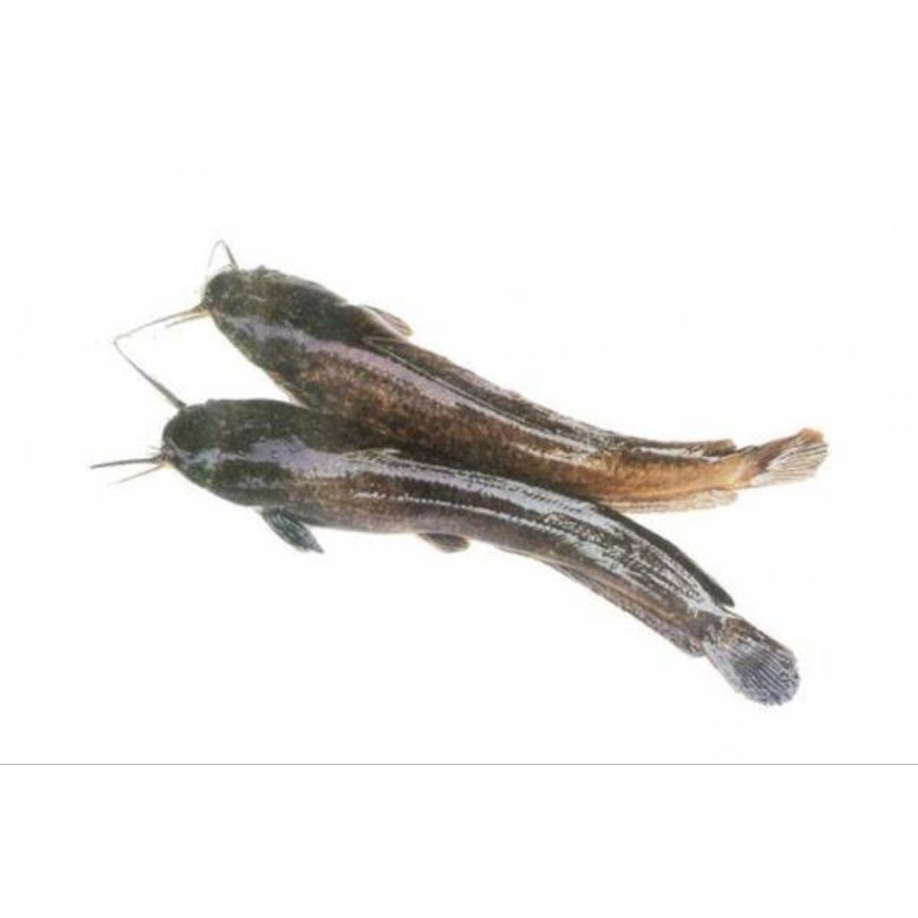 

Ikan Lele Segar - 10 Ekor Per Kilo