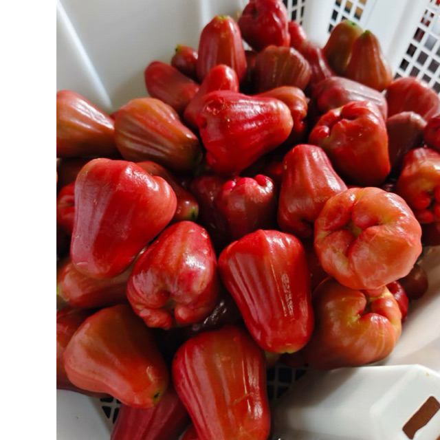 

Jambu Citra Jumbo
