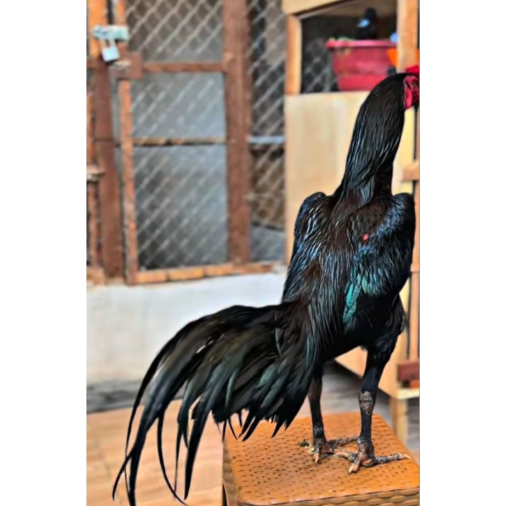 AYAM PAKOY BLEKBULL ORI 1 PASANG