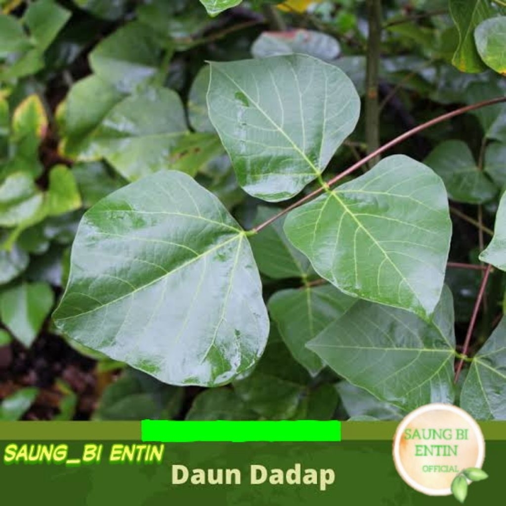 

Daun Dadap Segar Bersih 250 Gram Herbal Alami
