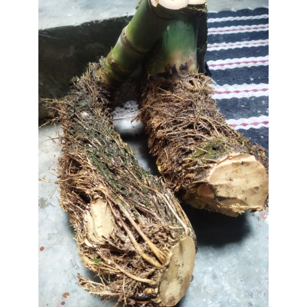 Bonggol bambu bahan kerajinan