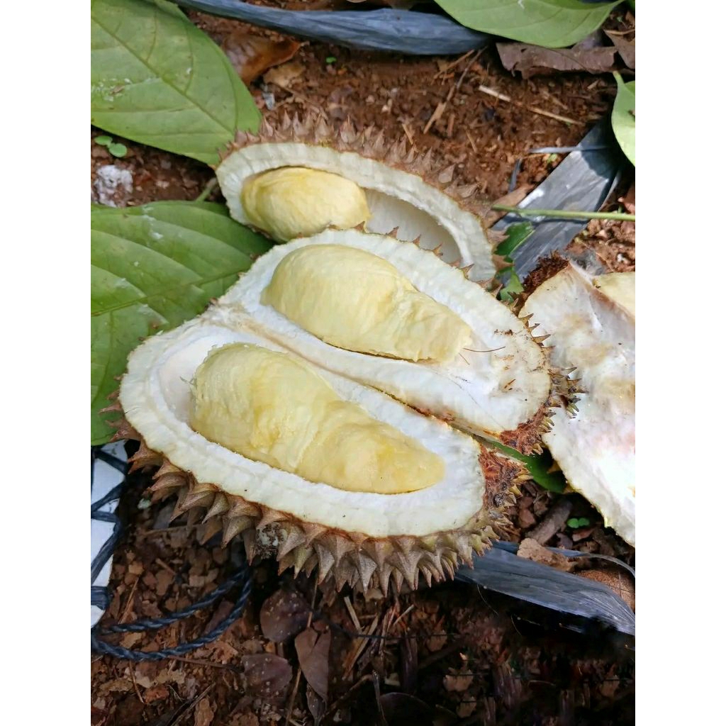 

Durian Lokal Wonosobo Ukuran Sedang (-+1.5KG) Rasa Manis-Pahit & Manis-Legit Bisa Request Sesuai Selera