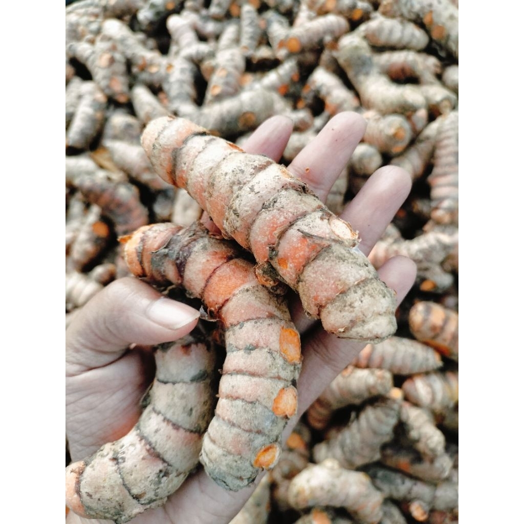 

Kunir / Kunyit Segar 1 kg FRESH 100%