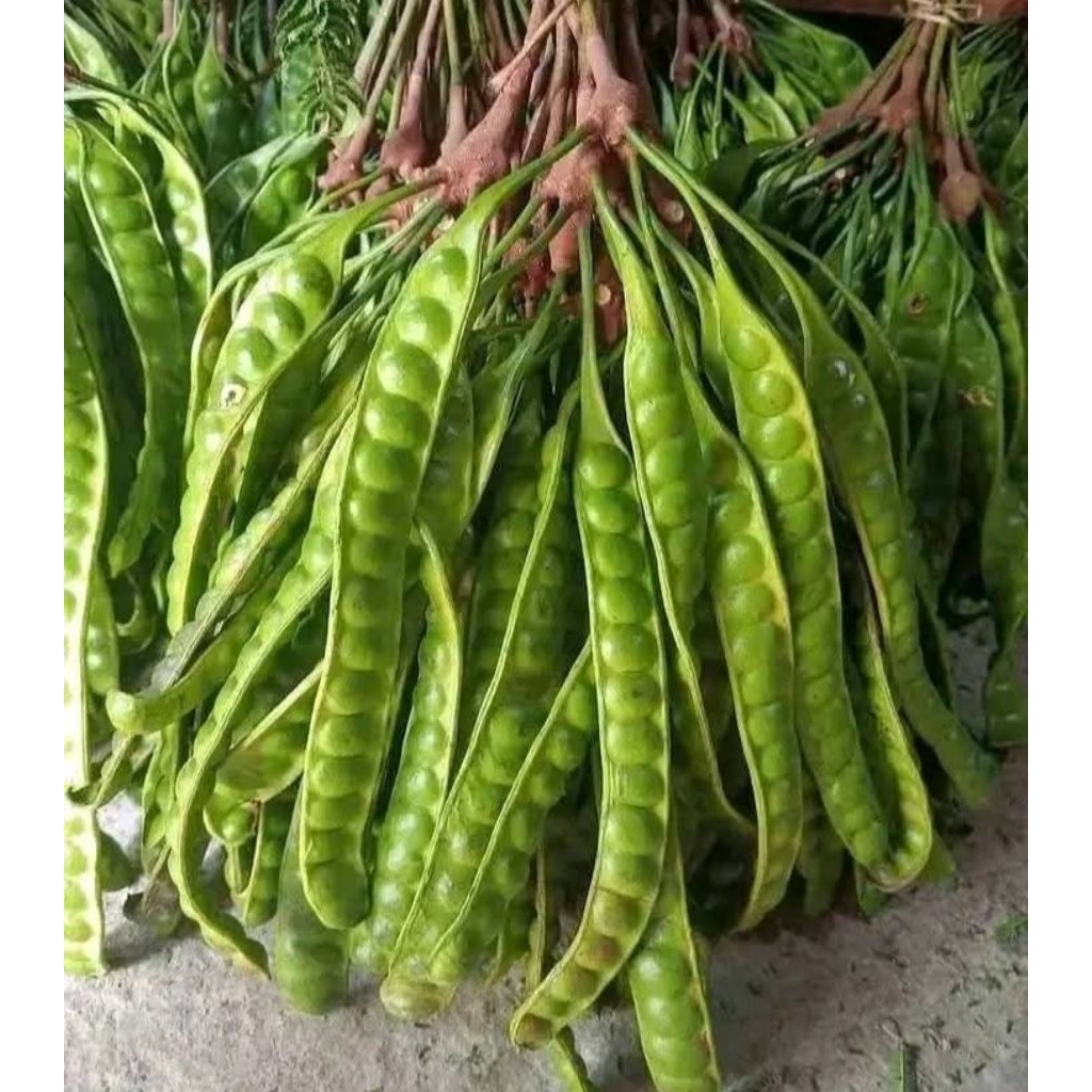 

Pete / Petai Segar per 1 Papan