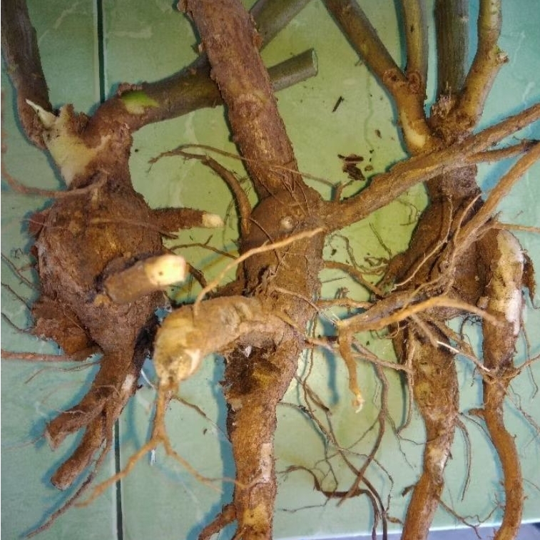 

Gingseng Jawa Usia 2 Tahun | Baca Deskripsi