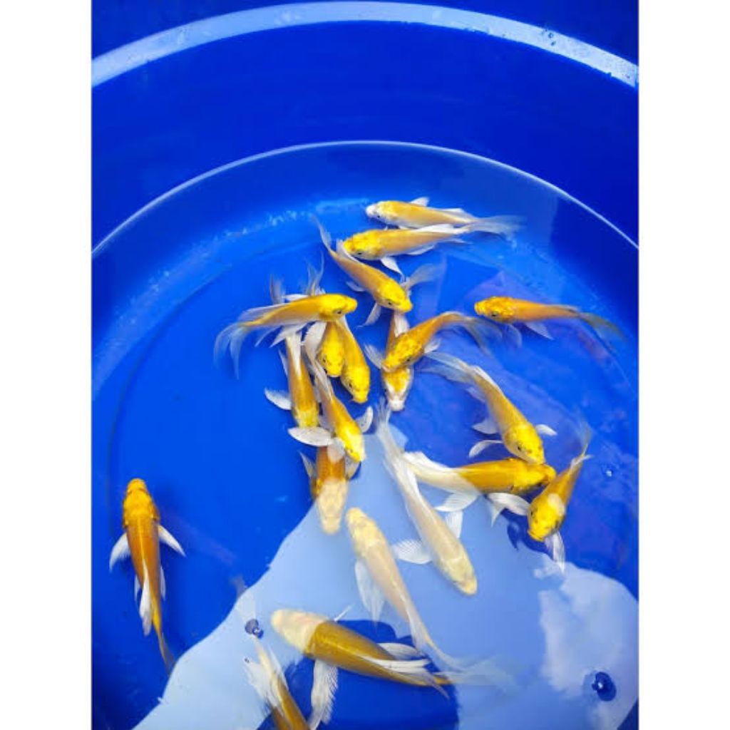 penghias kolam /koi ogon/koi golden