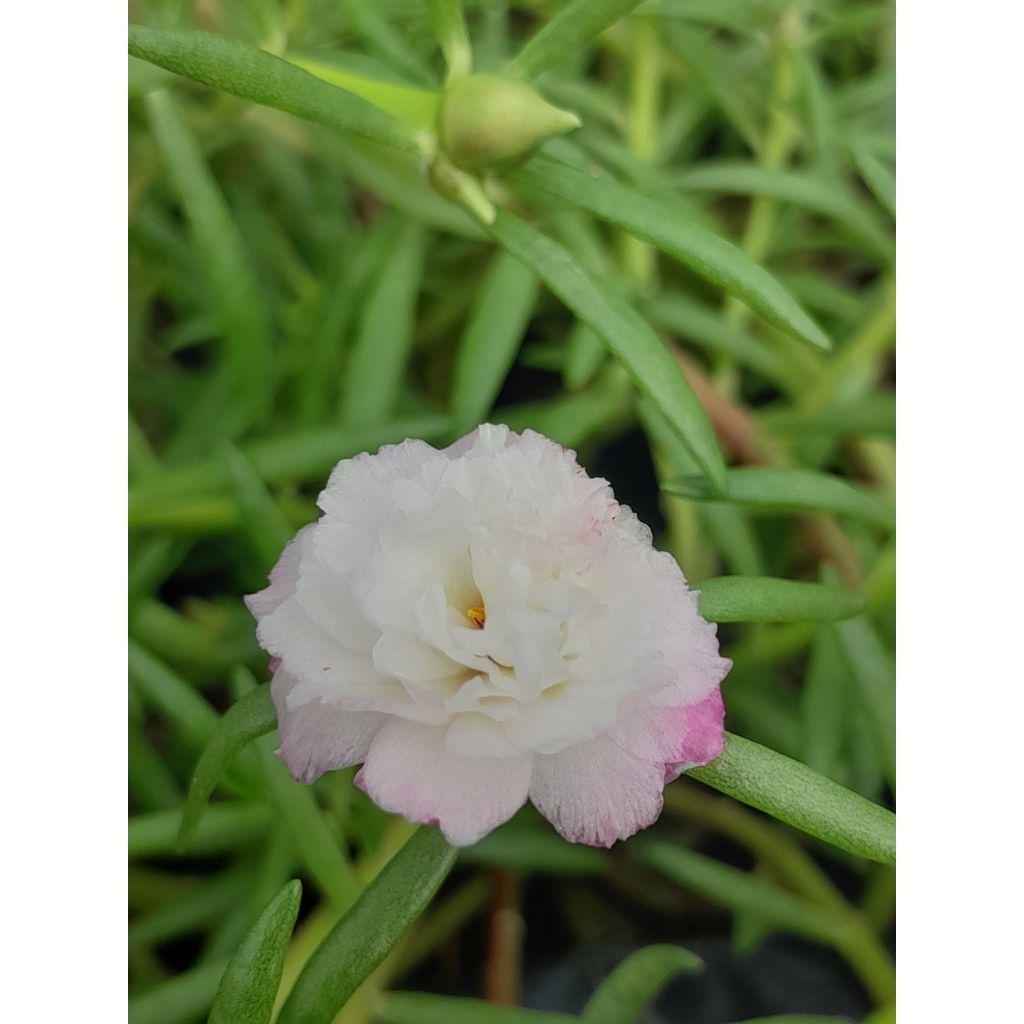 bunga jam 9 jenis irada /krokot tumpuk jenis impor dan runcing warna putih pink