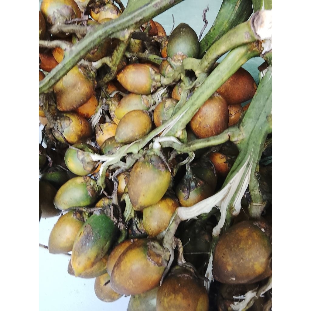 

buah pinang jambe tua asli kwalitas terbaik 1kg