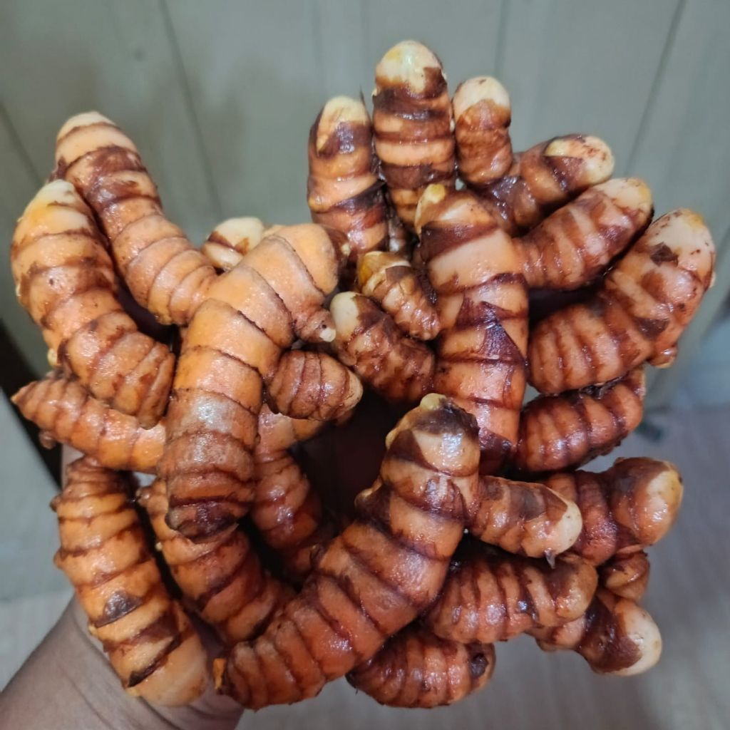 

(ORIGINAL) KUNYIT / Kunir Fresh/Segar Dicuci Bersih Murah 1kg