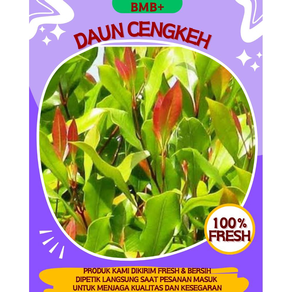 

BMB+ Daun Cengkeh Segar 250gr / Daun Obat Tradisional Herbal Alami