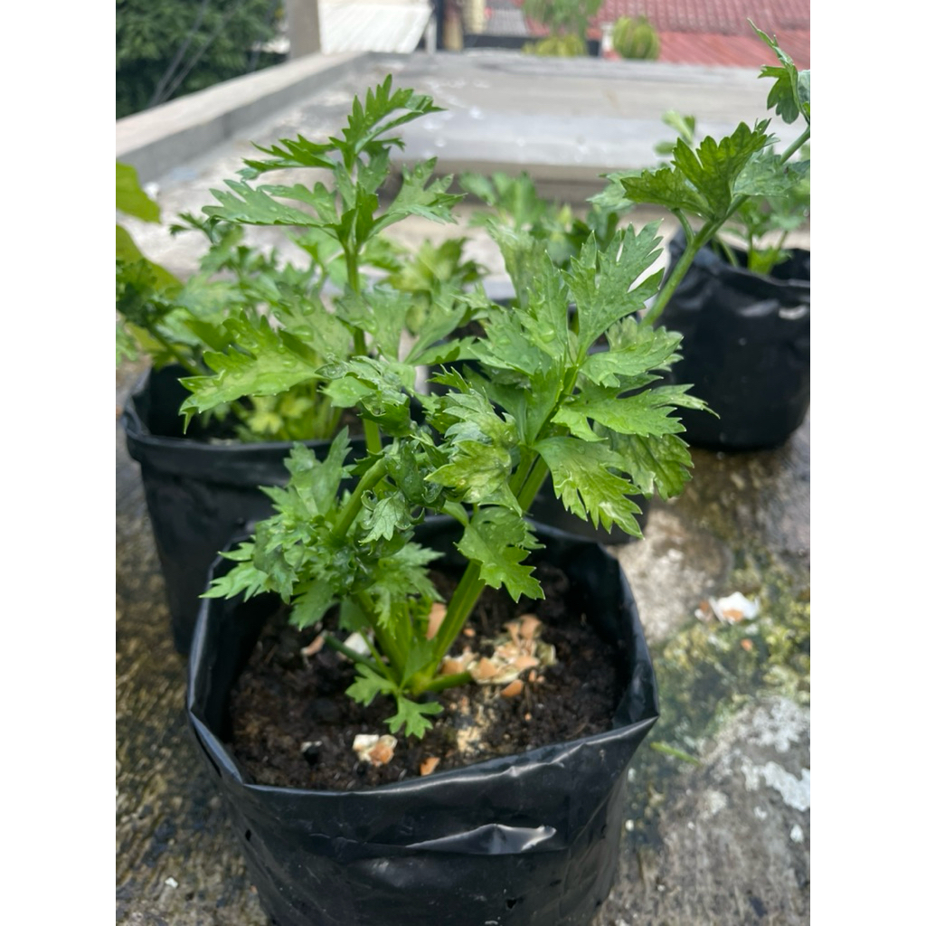 BIBIT SELEDRI BATANG BESAR HIDUP