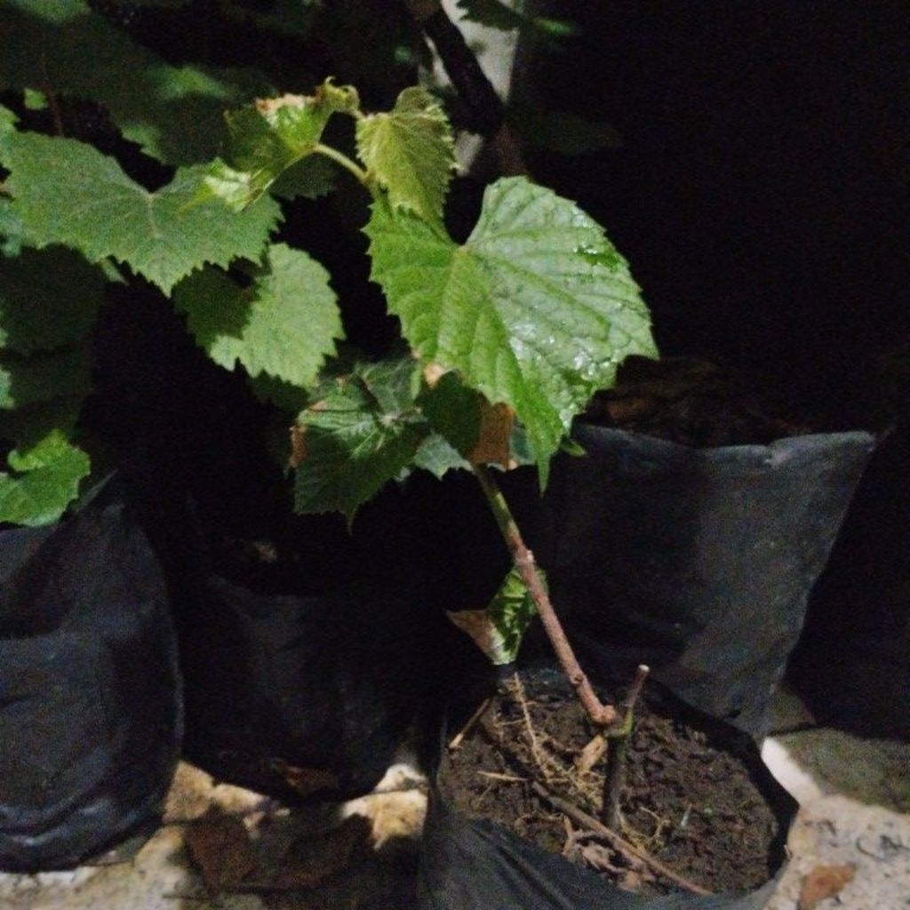 Bibit Rootstock IAC 572