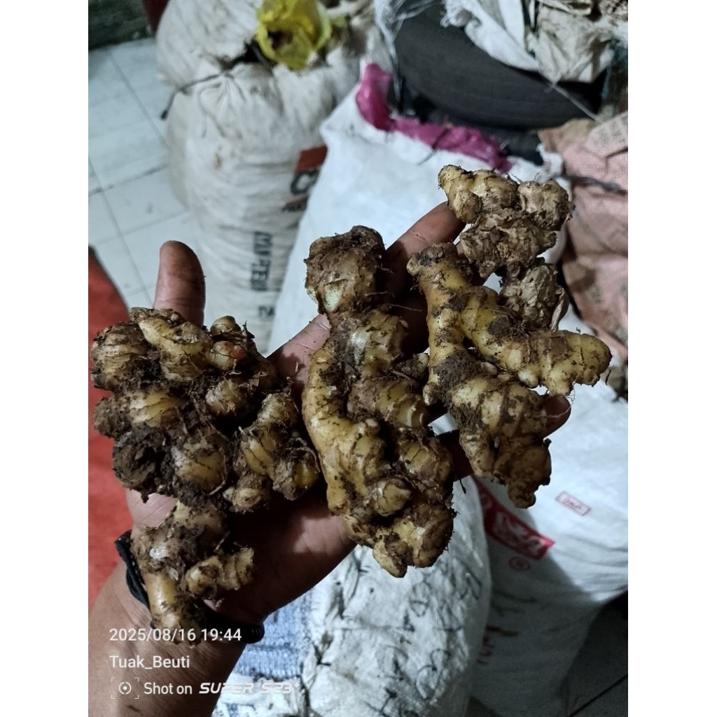 

Jahe emprit lokal asli tanah banten fresh dan segar
