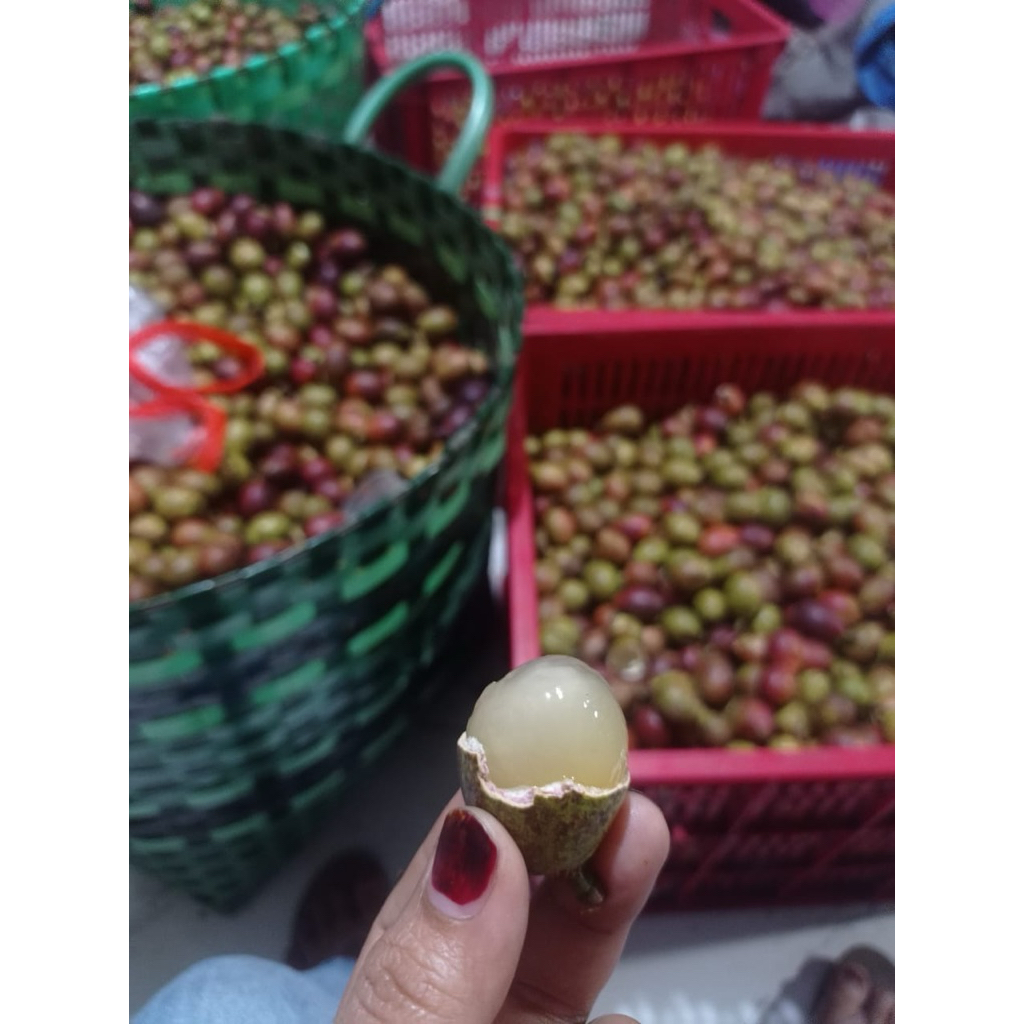 

buah matoa super 1kg