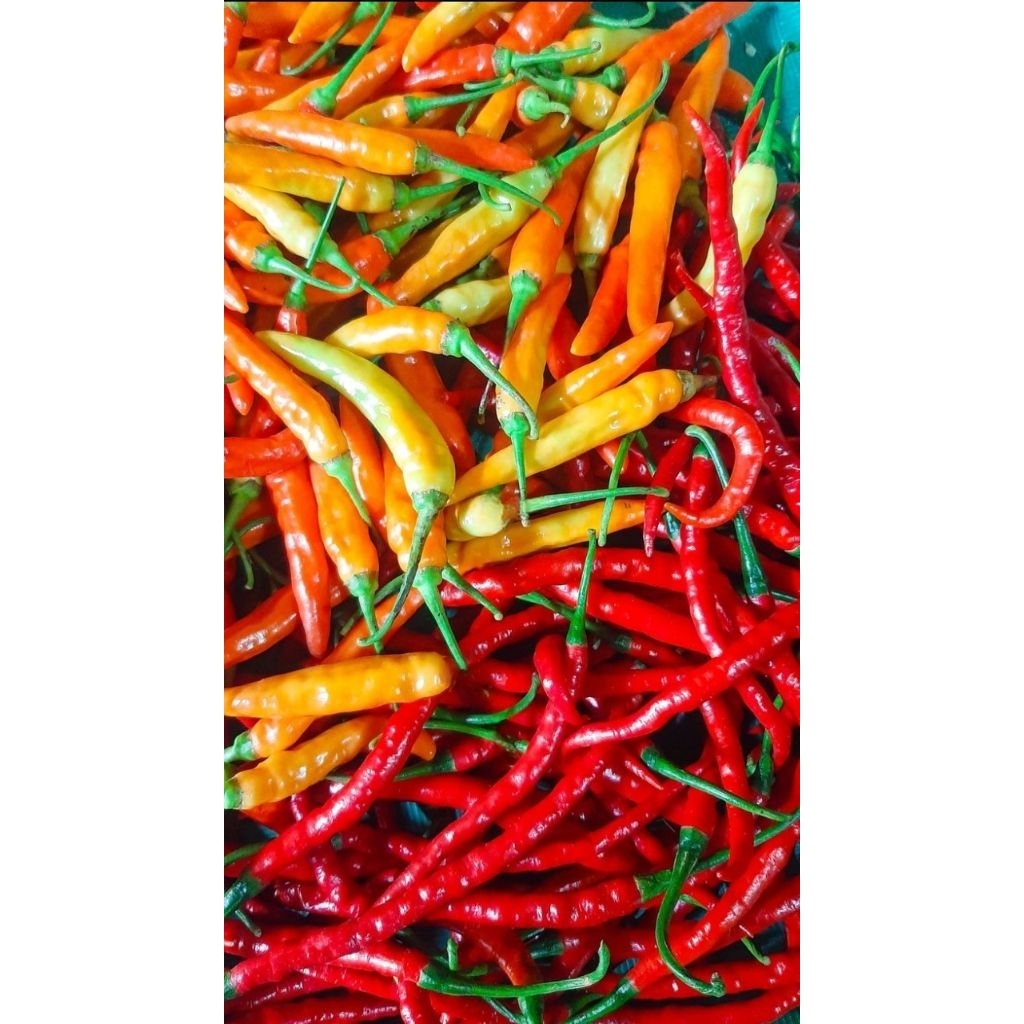 

cabe rawit dan cabe kriting