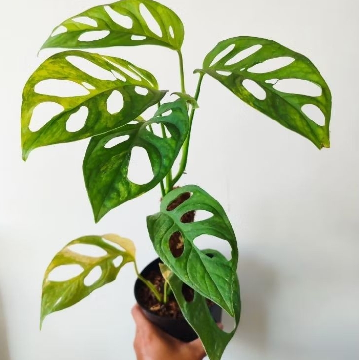 monstera acuminata variegata yellow