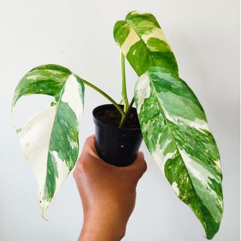 Epipremnum varigata