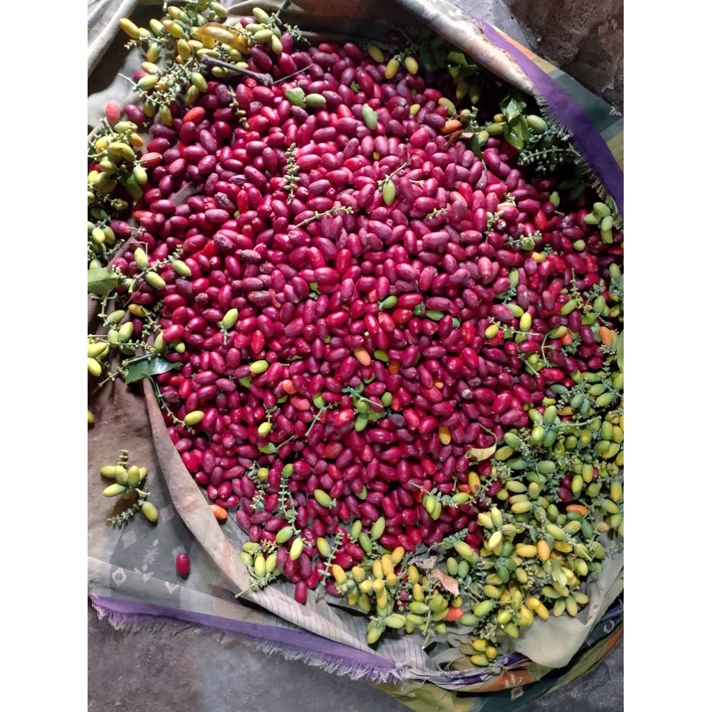 

kulit melinjo merah asli mancak serang