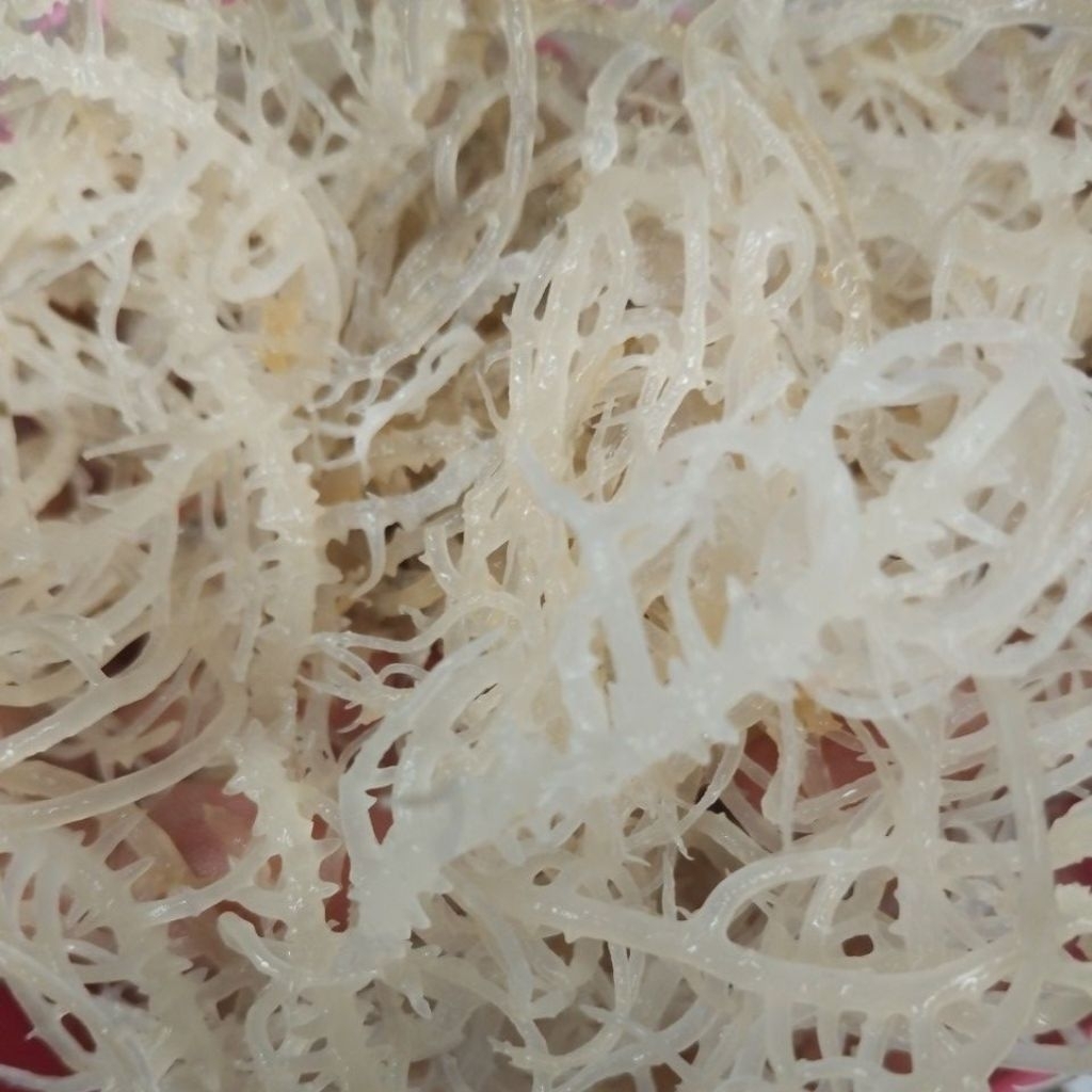 

Rumput laut spinusom kering kenyal