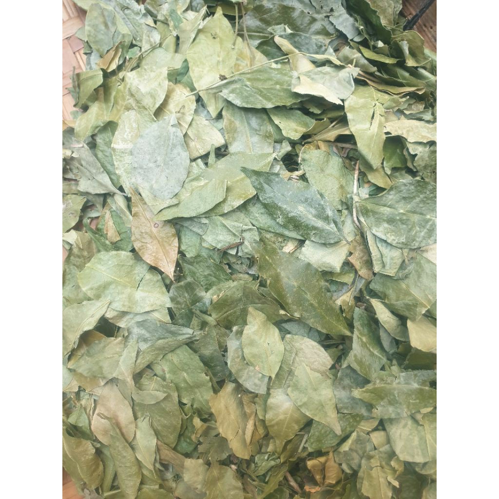 

Daun Kemuning Kering 100gr