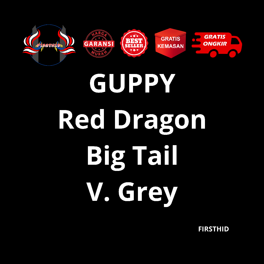 (BEST SELLER) Aksesoris Akuarium GUPPY Red Dragon Big Tail Halfmoon