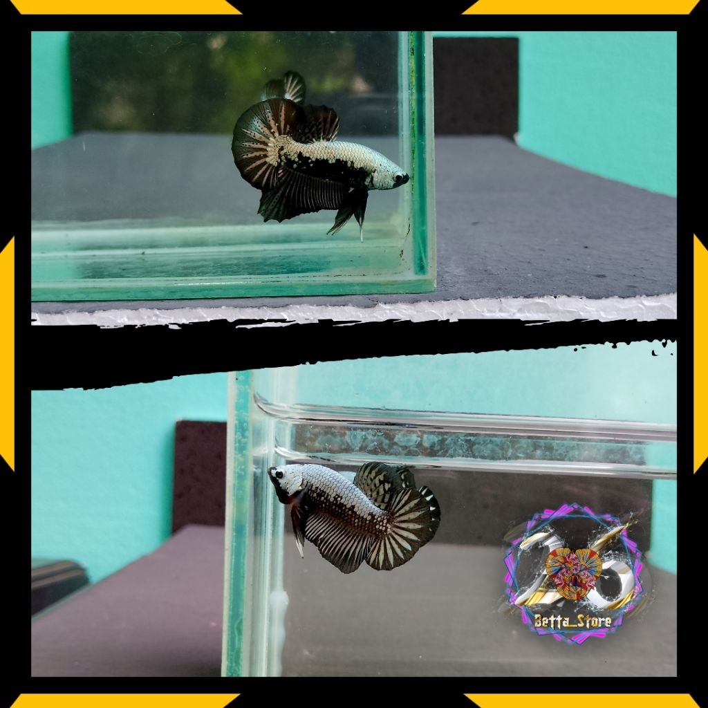 Black samurai/cupang samurai/plakat samurai