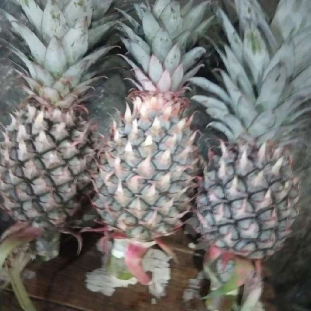 

buah nanas muda segar