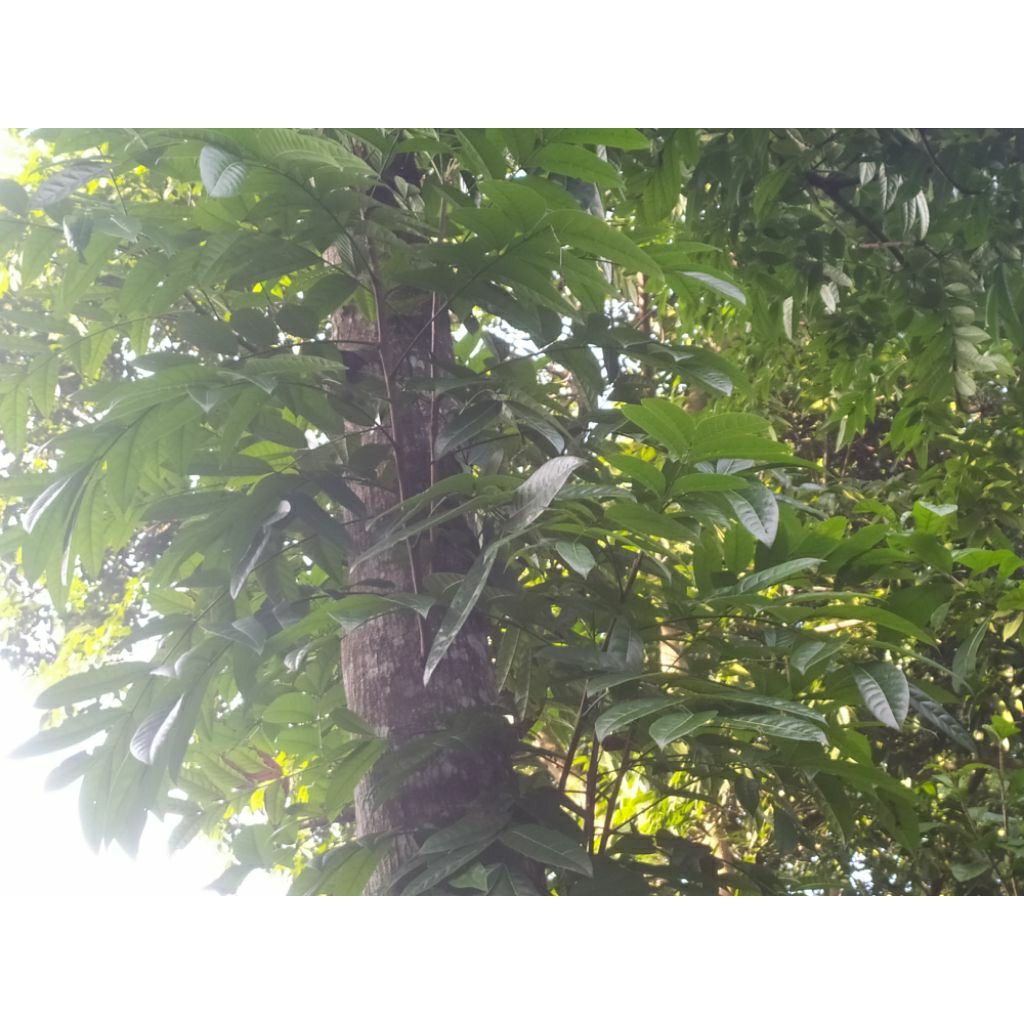 

daun mahoni/ mahuni(100 lembar)