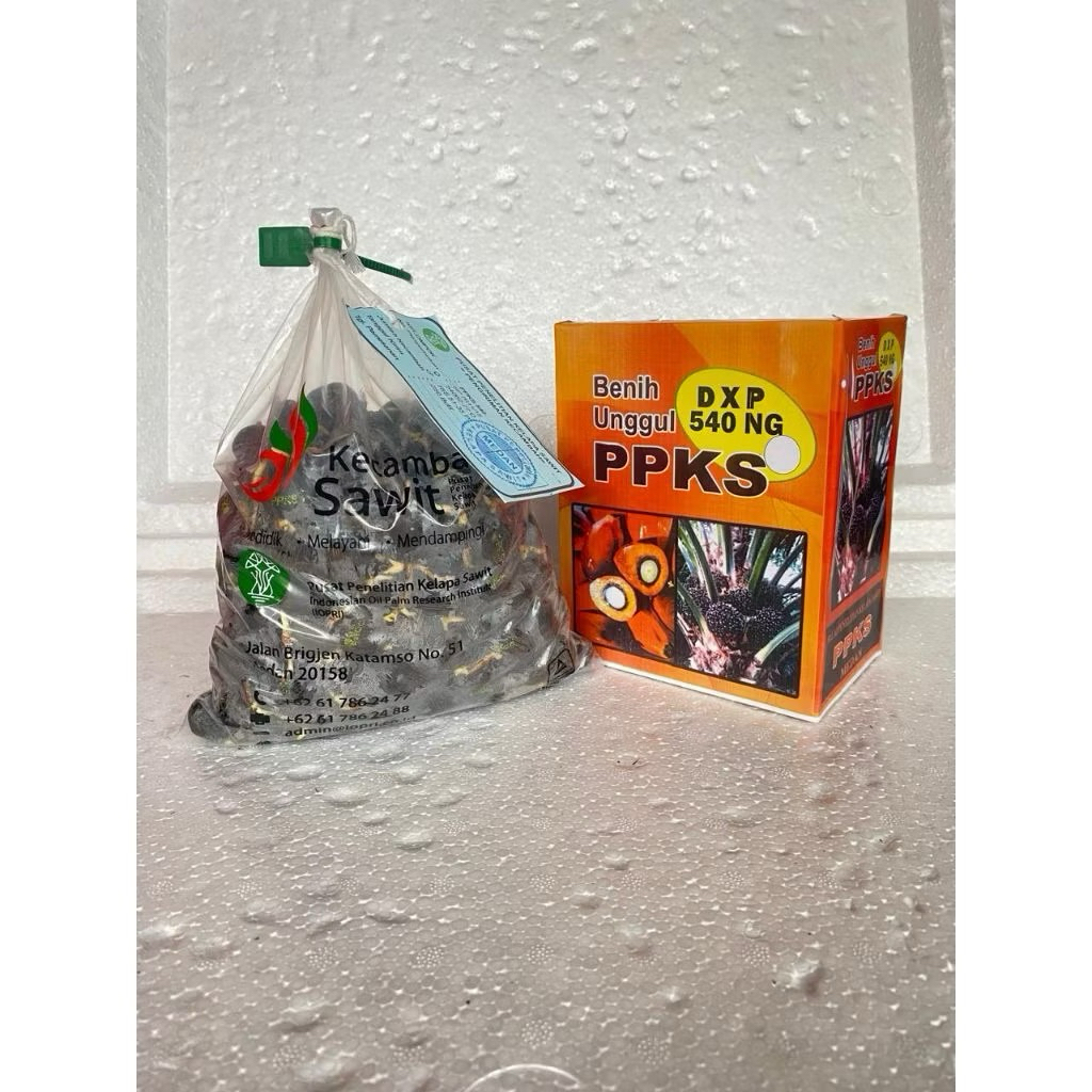 kecambah bibit sawit PPKS medan unggulan