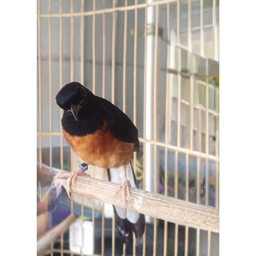 Murai batu gacor dan gacoran