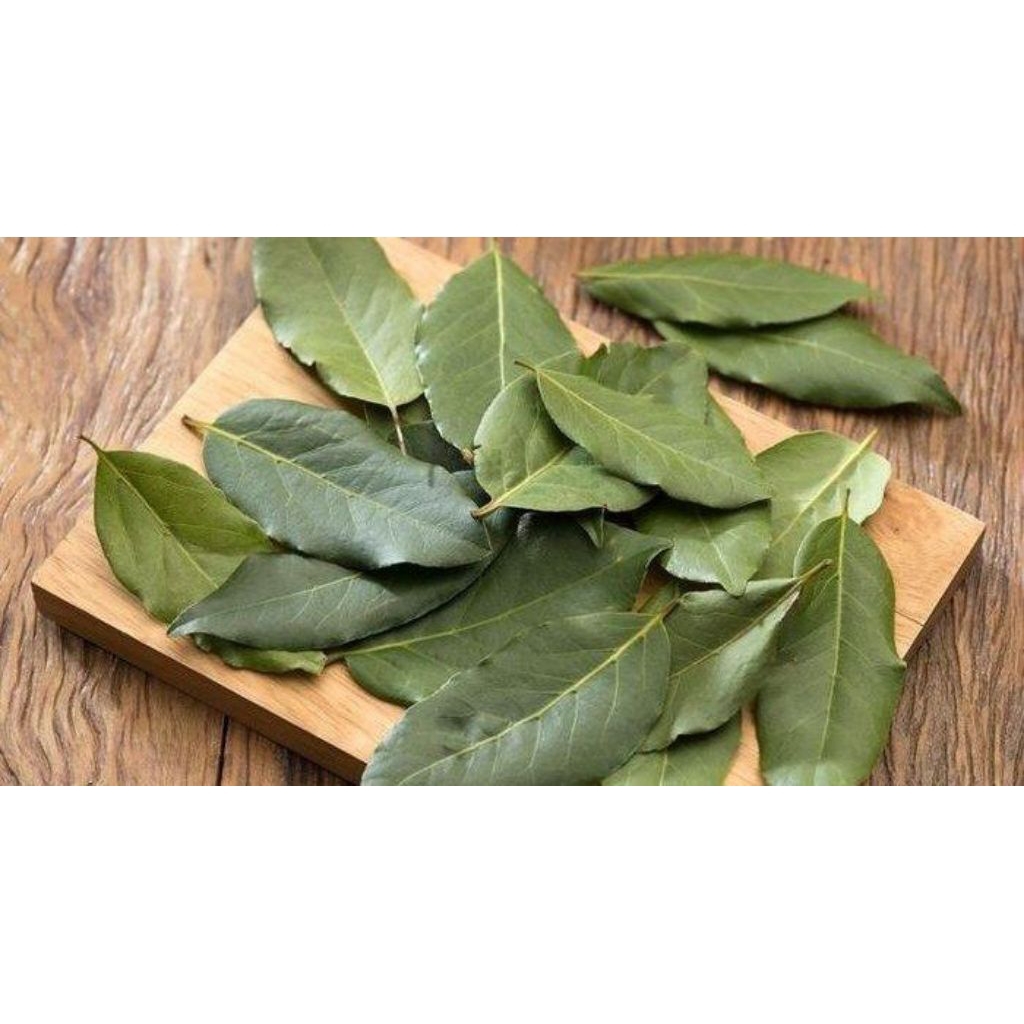 

Daun Salam 40 Lembar Fresh Murah Meriah