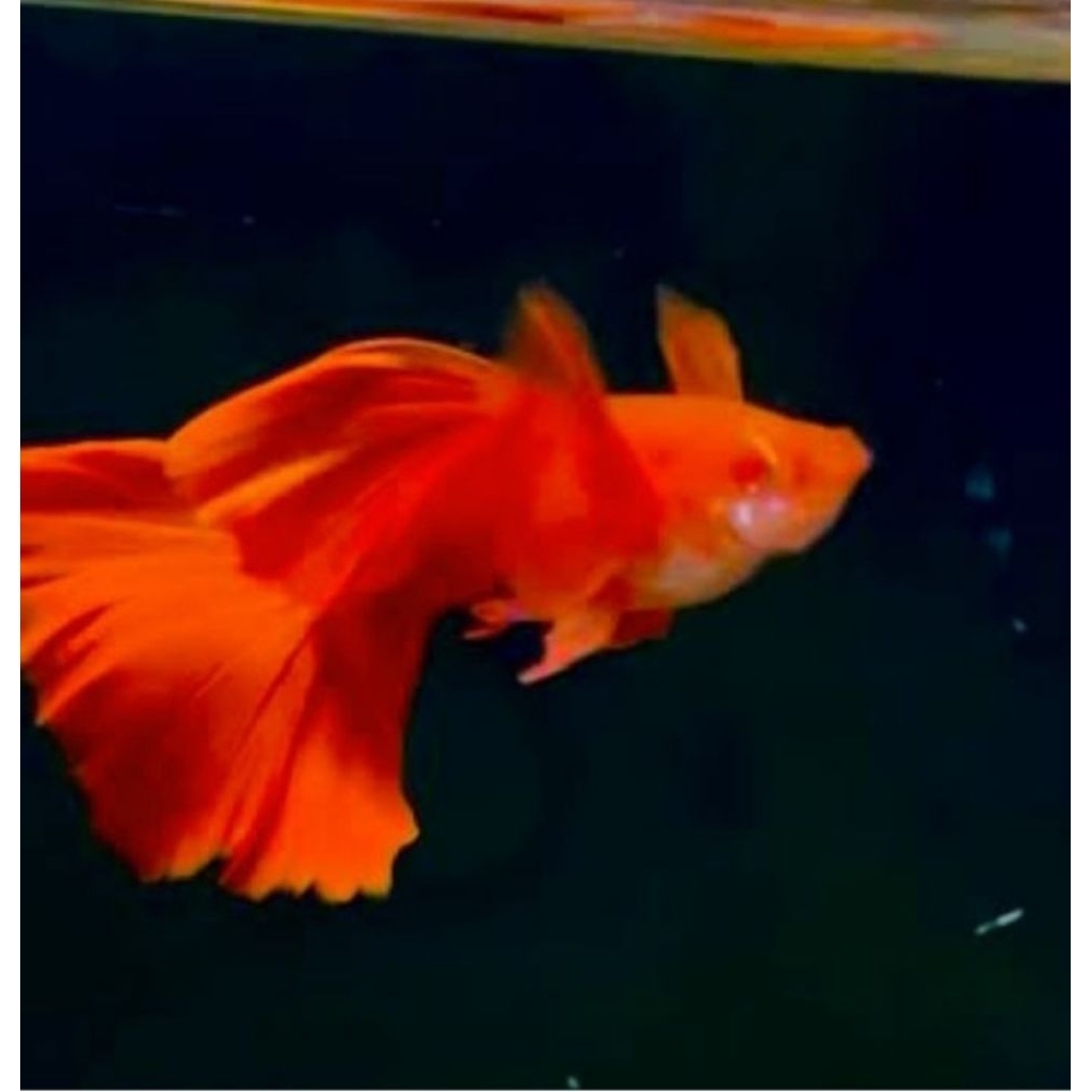 

Packing sterofoam afr red ear