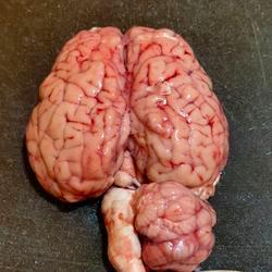 

OTAK SAPI FRESH UTUH / Otak Sapi Segar