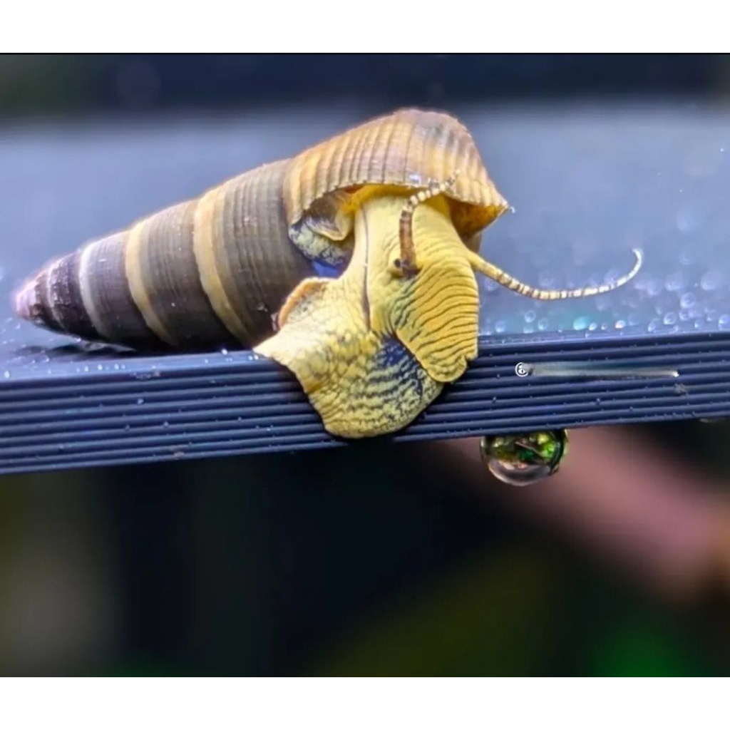 Keong Sulawesi Rabbit Snail Yellow