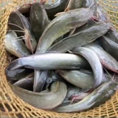 

Lele Segar 1kg Isi 7–8 Ekor / Lele Hidup / Lele Konsumsi