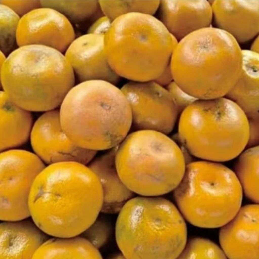 

jeruk medan berastagi grade A