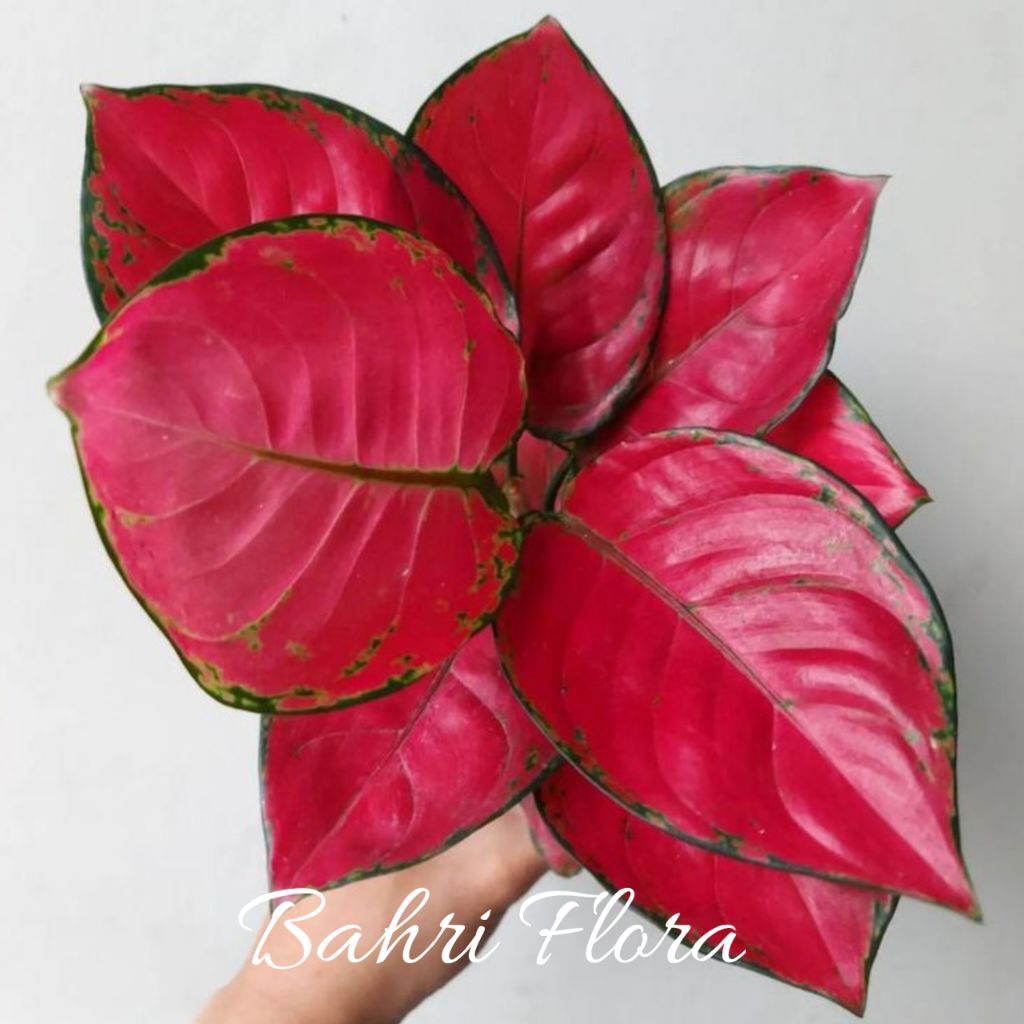 Tanaman Hias Aglonema Dut Anjamani Rimbun, Aglonema Dut Anjamani