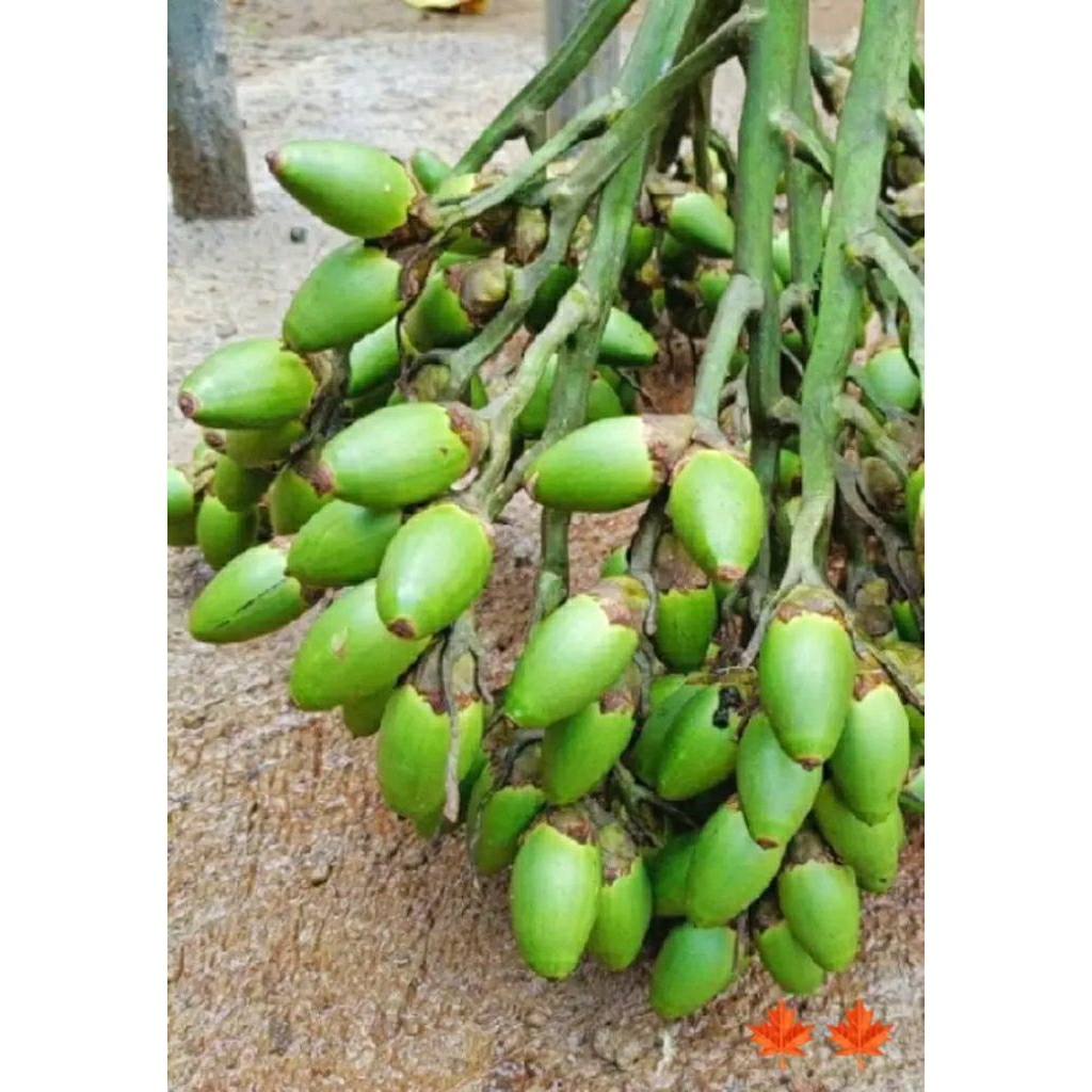 

pinang muda 1kg segar