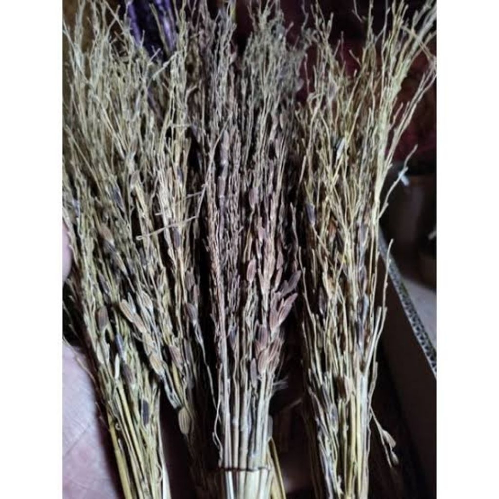 Sapu Padi  Merang Ketan Hitam Per Ikat Ready