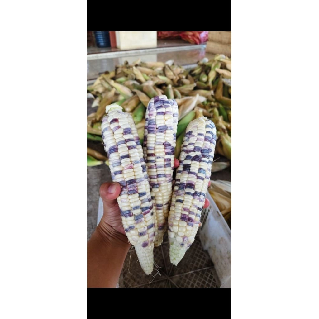 

jagung ketan batik pulen 1kg