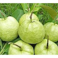 

JAMBU KRISTAL MIRIT KEBUMEN PER 1KG